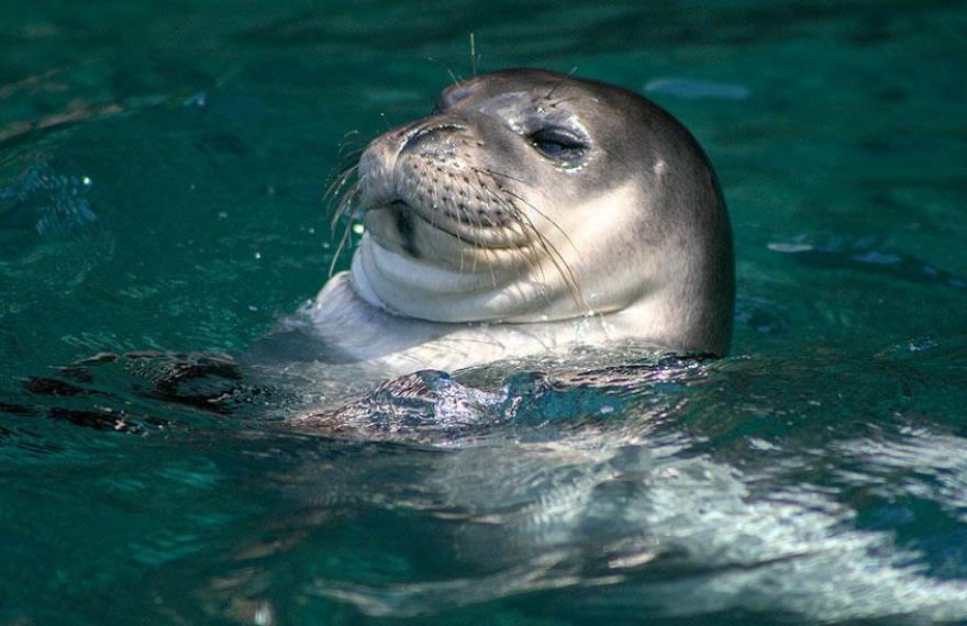 Rare monk seal in desertas